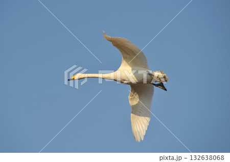 白鳥　単独　北海道　長沼町 132638068