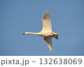 白鳥　単独　北海道　長沼町 132638069