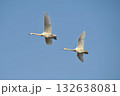 白鳥　二羽　北海道　長沼町 132638081