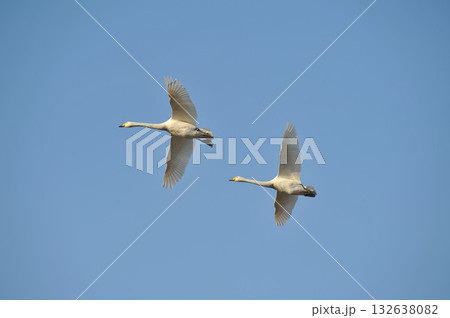 白鳥　二羽　北海道　長沼町 132638082