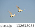 白鳥　二羽　北海道　長沼町 132638083