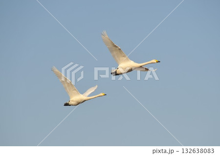 白鳥 二羽 北海道 長沼町 白鳥 二羽 北海道 長沼町 132638083