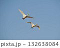 白鳥　二羽　北海道　長沼町 132638084