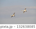 白鳥　二羽　北海道　長沼町 132638085