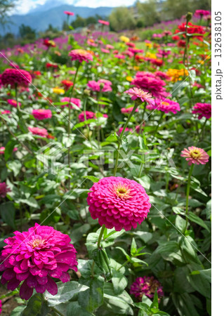 Zinnia Daisy flower farm 132638105