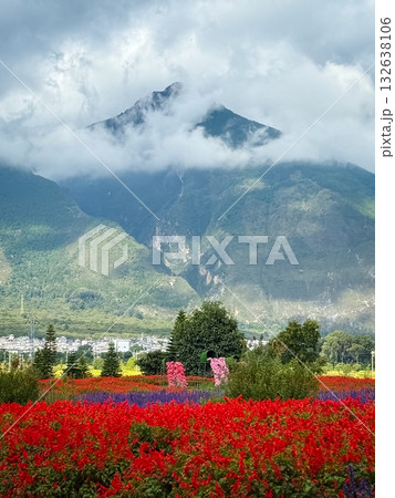 Flower farm with mountain background. 132638106