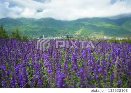 Purple Salvia flower farm 132638108