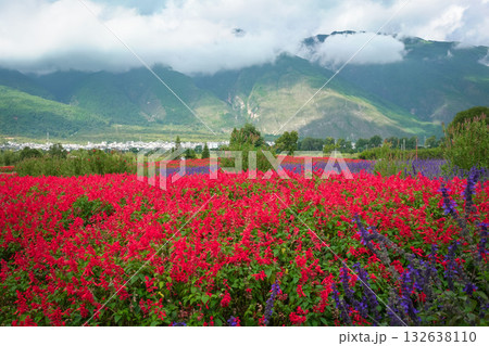 Red and purple Salvia flower farm 132638110