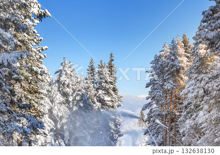 winter pine trees and snow cannon winter pine trees and snow cannon 132638130