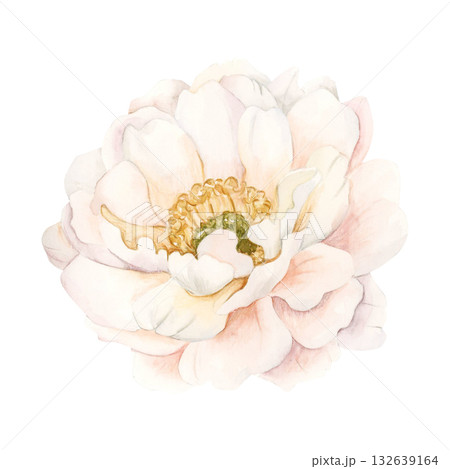 White flower. Garden Peony Rose. Watercolor hand drawn floral illustration isolated on white background for wedding design home textile fabric print greeting card cosmetic package porcelain crockery White flower. Garden Peony Rose. Watercolor hand drawn floral illustration isolated on white background for wedding design home textile fabric print greeting card cosmetic package porcelain crockery 132639164