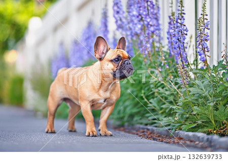 ルピナスの咲く小道を歩くフレンチブルドッグ ルピナスの咲く小道を歩くフレンチブルドッグ 132639733
