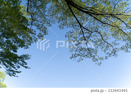 青空に伸びる初夏の若葉の枝④ 132641491