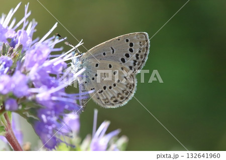 秋の庭に咲く紫色のダンギクの花の蜜を吸うヤマトシジミ蝶 132641960