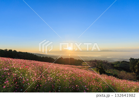 白木峰高原から見たコスモス畑と朝日　長崎県諫早市 132641982