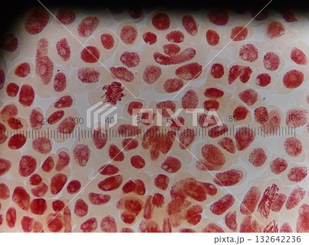 細胞分裂の分裂期を調べる実験 132642236