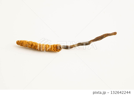 Cordyceps sinensis or Ophiocordyceps sinensis isolated on white background, mushroom herb treatment medicine. Cordyceps sinensis or Ophiocordyceps sinensis isolated on white background, mushroom herb treatment medicine. 132642244