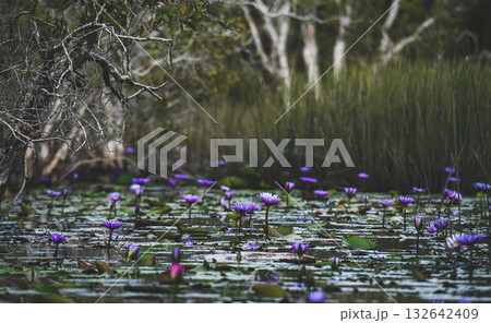 Purple water lilies blooming in tropical wetland forest surrounded by tall reeds and trees. 132642409