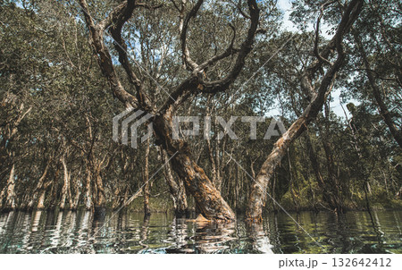Tropical paperbark forest reflected on calm wetland water under soft natural light. 132642412