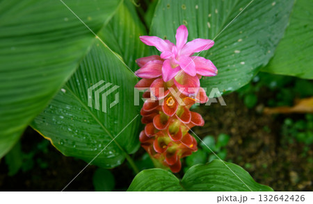 Pink curcuma flower blooming with morning dew. Pink curcuma flower blooming with morning dew. 132642426