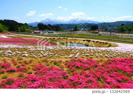 新潟県魚沼市根小屋の芝桜 132642569