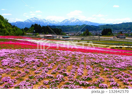 新潟県魚沼市根小屋の芝桜 132642570