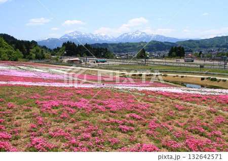 新潟県魚沼市根小屋の芝桜 新潟県魚沼市根小屋の芝桜 132642571