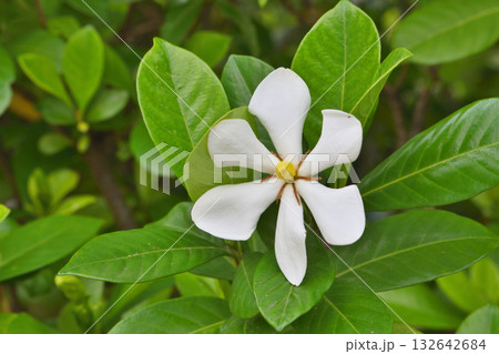 建仁寺の梔子の花 建仁寺の梔子の花 132642684