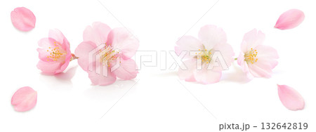 桜 花びら ピンク 春 白 背景 セット 桜 花びら ピンク 春 白 背景 セット 132642819