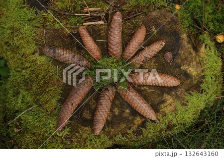 Cluster of pine cones are arranged in a circle on a mossy log 132643160