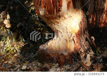 Work of a beaver on tree 132643173
