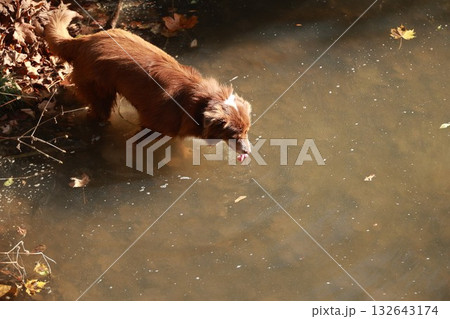 Brown dog is looking at the camera while standing in a muddy pond 132643174