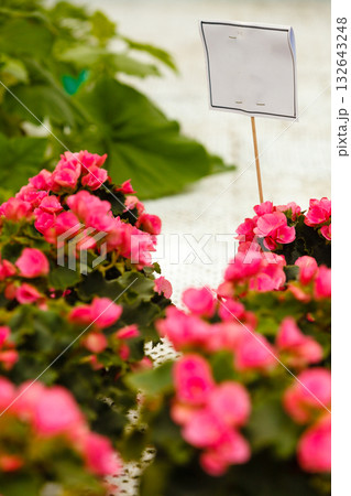 Closeup of beautiful colorful roses in pots 132643248