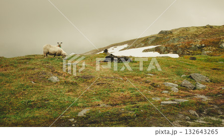 Sheep on pasture, grazing on rock hill Sheep on pasture, grazing on rock hill 132643265