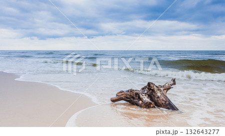 Tree root on sea shore, nature landscape Tree root on sea shore, nature landscape 132643277