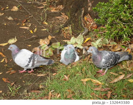 公園で遊ぶ鳩三羽 132643380