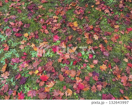 紅葉した落ち葉 132643997