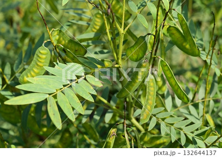 チンネベリーセンナ（マメ科）常緑低木 132644137