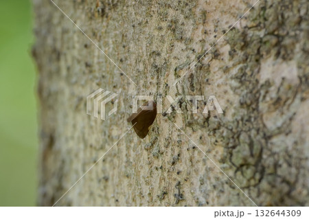 チュウゴクアミガサハゴロモ 132644309