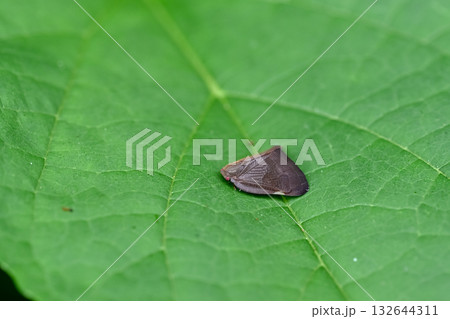 チュウゴクアミガサハゴロモ チュウゴクアミガサハゴロモ 132644311