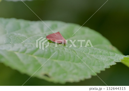 チュウゴクアミガサハゴロモ チュウゴクアミガサハゴロモ 132644315