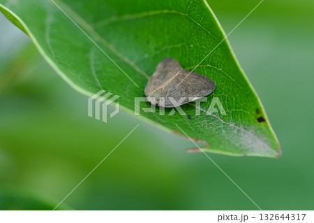 チュウゴクアミガサハゴロモ 132644317