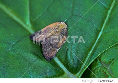 チュウゴクアミガサハゴロモ チュウゴクアミガサハゴロモ 132644321