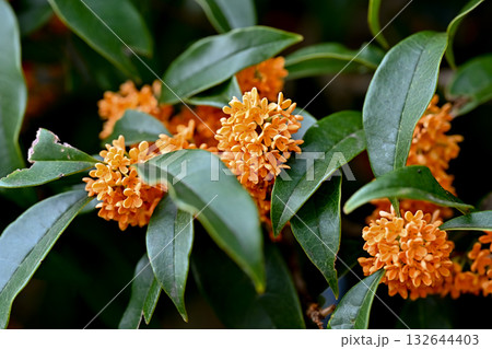 金木犀の花が咲いています 金木犀の花が咲いています 132644403