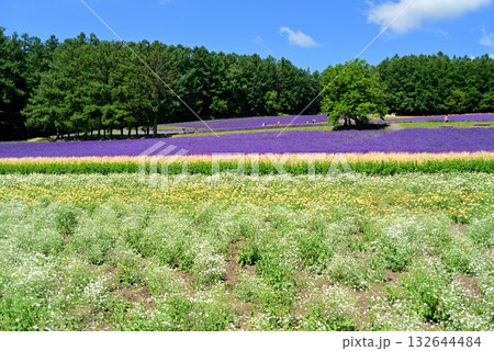 夏の富良野 ラベンダー園 132644484