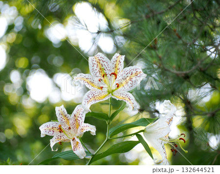 ヤマユリの白い花 132644521