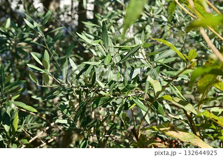 オリーブ（モクセイ科）常緑高木 132644925