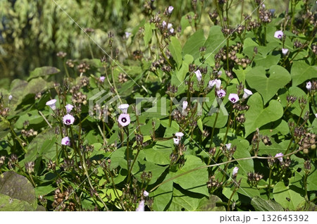 野に咲くホシアサガオの花 野に咲くホシアサガオの花 132645392