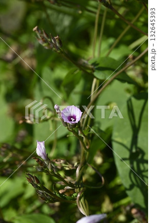 野に咲くホシアサガオの花 野に咲くホシアサガオの花 132645393