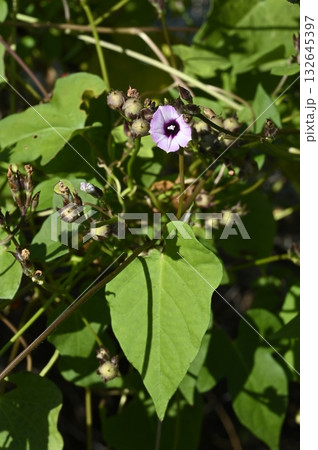 野に咲くホシアサガオの花 野に咲くホシアサガオの花 132645397