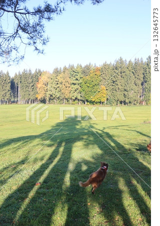 Dog is running in a field with trees in the background 132645773